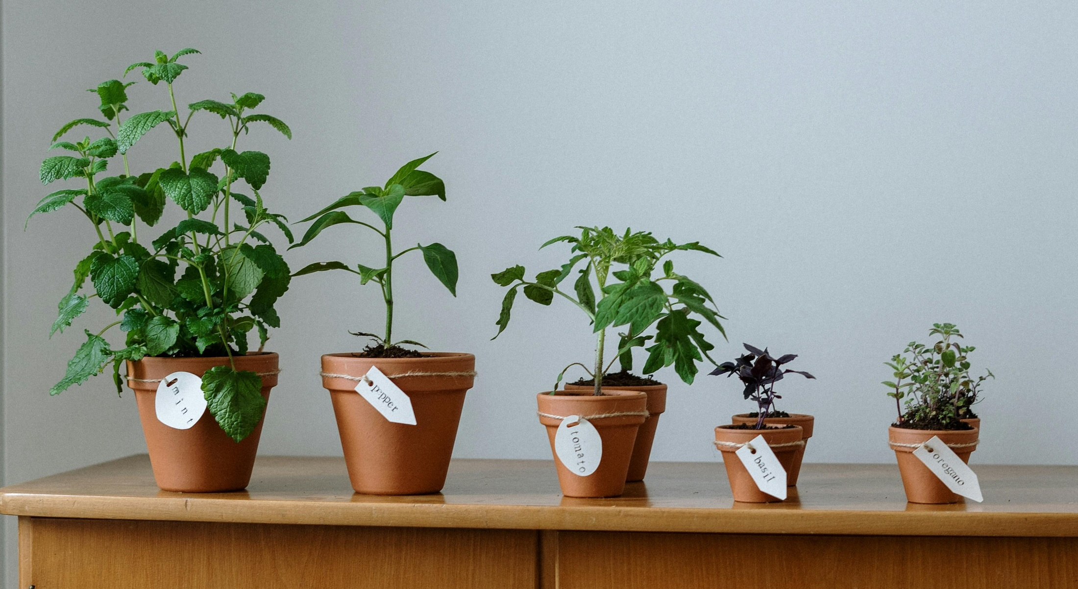 A row of potted plants sits on a countertop in descendng size order.